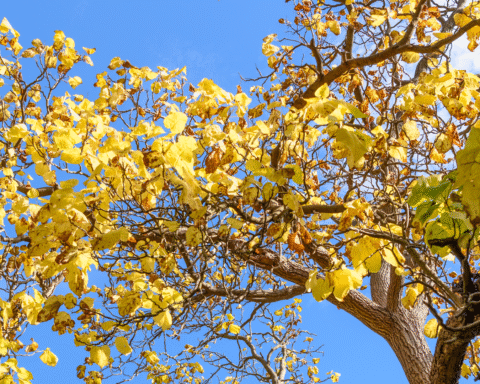 Folha e fundo ceu.png