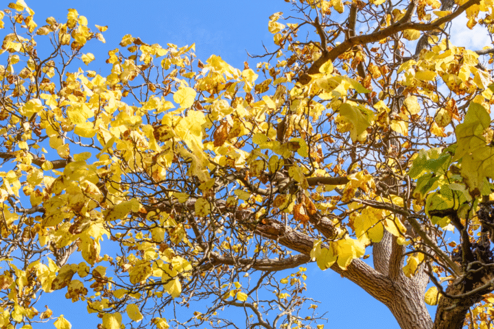 Folha e fundo ceu.png