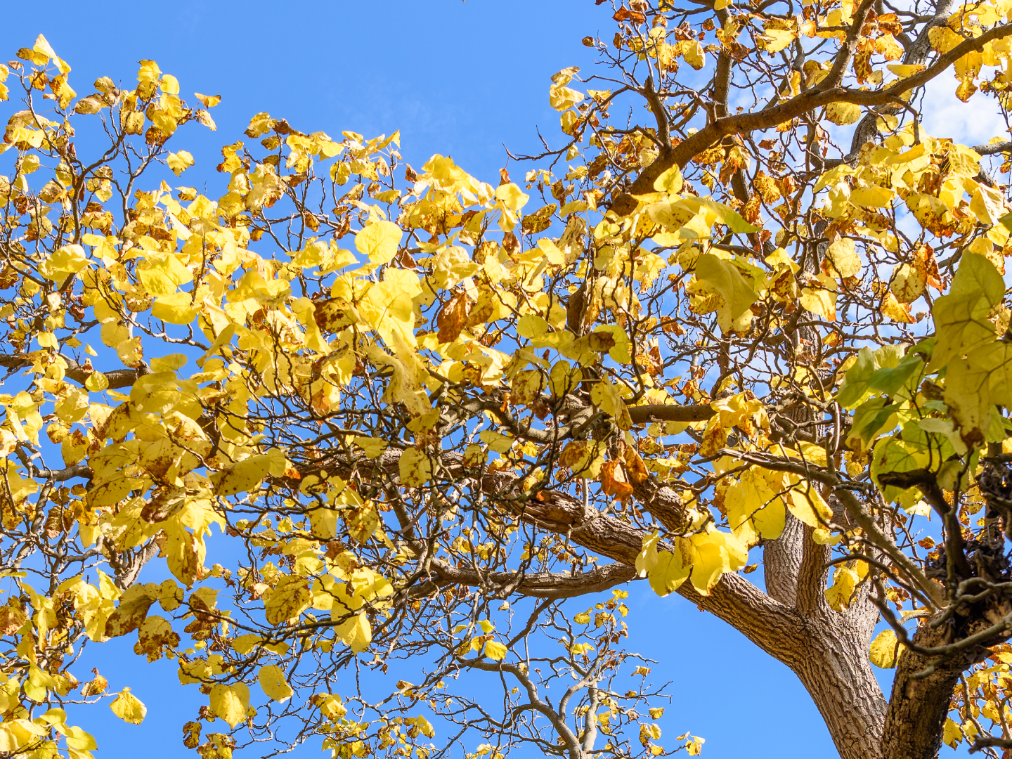 Folha e fundo ceu.png