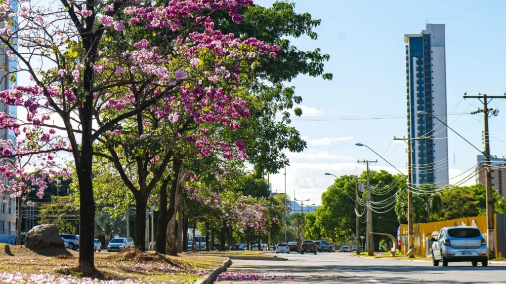 Palmas