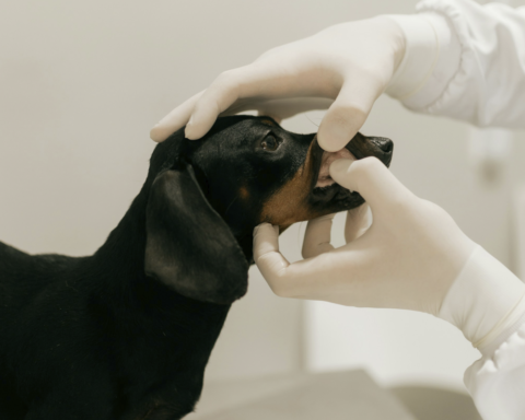 Semana das Leshimanioses